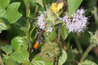 Sphex funerarius