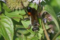 Sphex funerarius