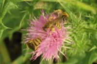 Halictus scabiosae