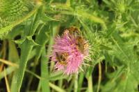 Halictus scabiosae