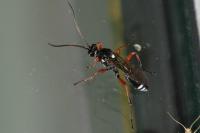 Eutanyacra glaucatoria
