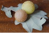 Cynips quercusfolii