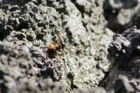 Vespa velutina