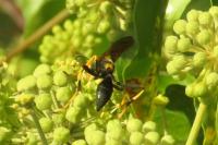 Sceliphron caementarium