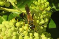 Sceliphron caementarium