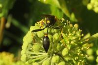 Sceliphron caementarium