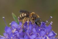 Halictus scabiosae