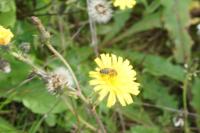 Apis mellifera
