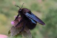 Xylocopa violacea