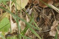 Colletes cunicularius