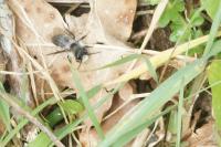 Colletes cunicularius