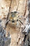 Anthophora plumipes