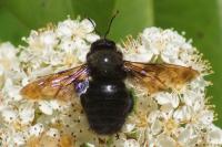 Xylocopa violacea