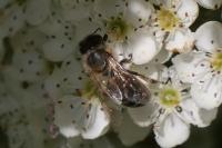 Apis mellifera