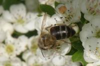 Apis mellifera
