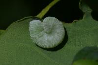 Apethymus filiformis