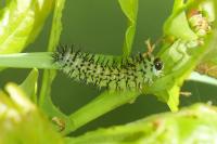 Periclista pubescens