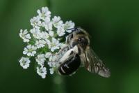 Andrena proxima