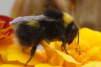 Bombus terrestris