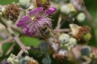 Apis mellifera