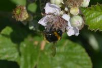 Bombus
