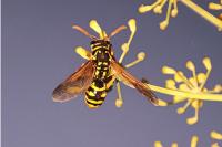 Polistes dominula