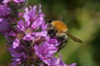 Bombus pascuorum