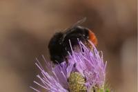 Bombus lapidarius