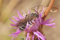 Halictus quadricinctus