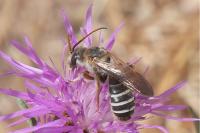 Halictus quadricinctus