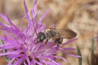 Halictus quadricinctus