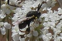 Brachymeria