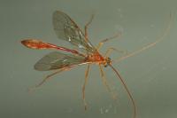Enicospilus inflexus