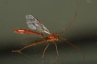 Enicospilus inflexus