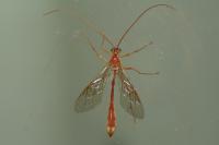 Enicospilus inflexus