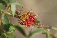 Diplolepis rosae