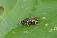 Brachymeria tibialis