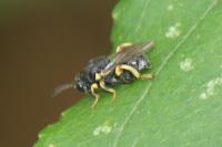 Brachymeria tibialis