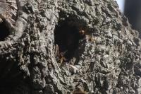 Vespa crabro
