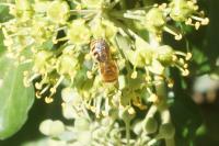 Colletes hederae