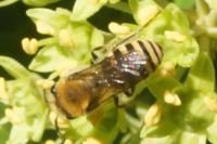 Colletes hederae