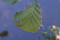 Hemichroa
