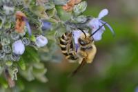 Colletes hederae