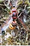 Vespa crabro
