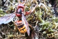 Vespa crabro