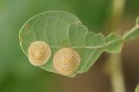 Neuroterus quercusbaccarum