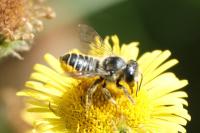 Megachile