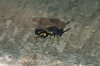 Brachymeria tibialis