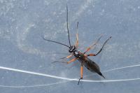 Ichneumon