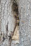 Vespa crabro